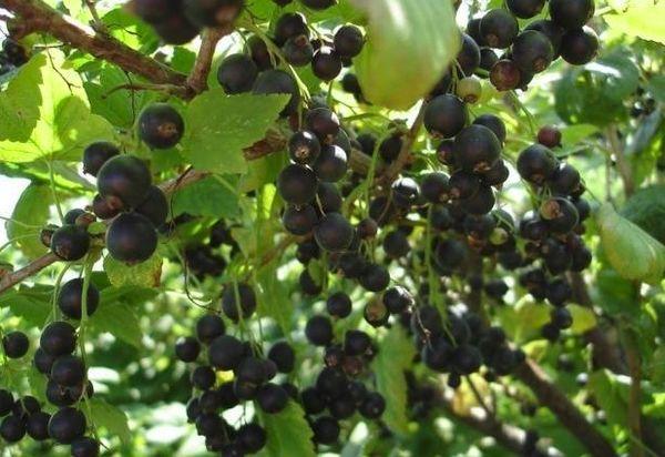 Baum mit Beeren