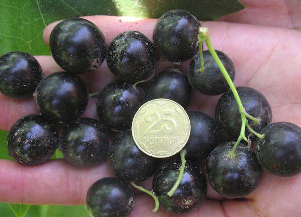 Brombeeren