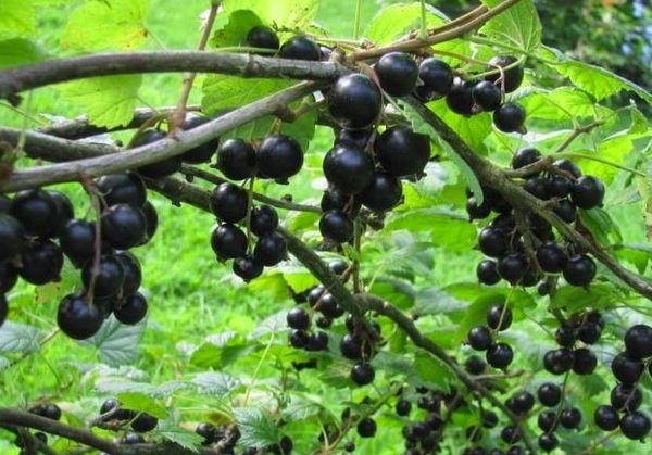 Brombeere