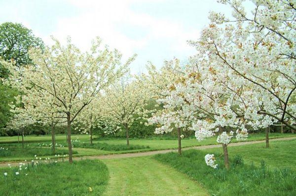 kirsebærblomst