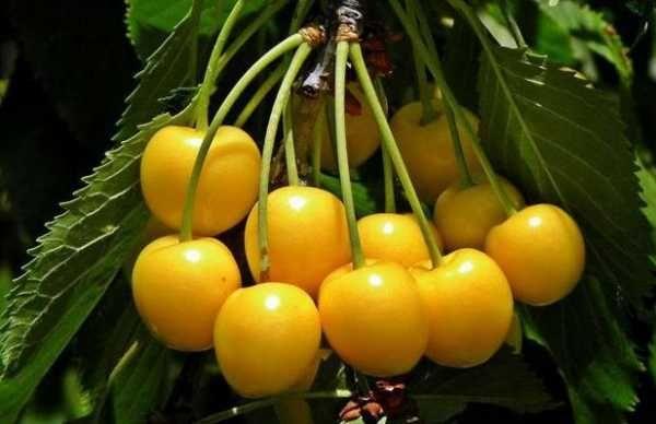 fruktende tre