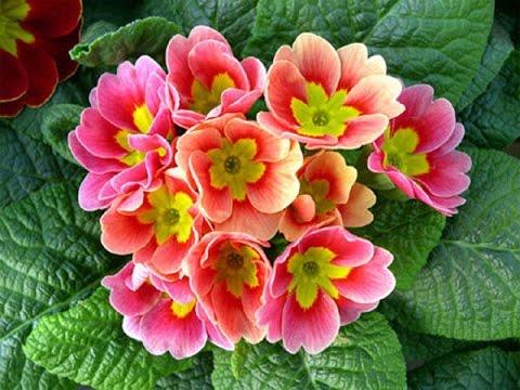 primrose room