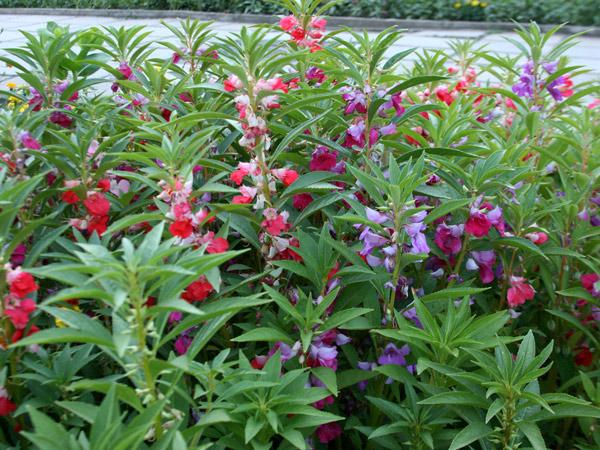 blommor i en blomsterbädd