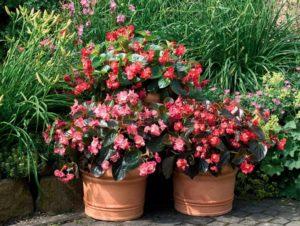 תיאור זנים של begonias פורחים תמיד, נטיעה וטיפול בשדה הפתוח