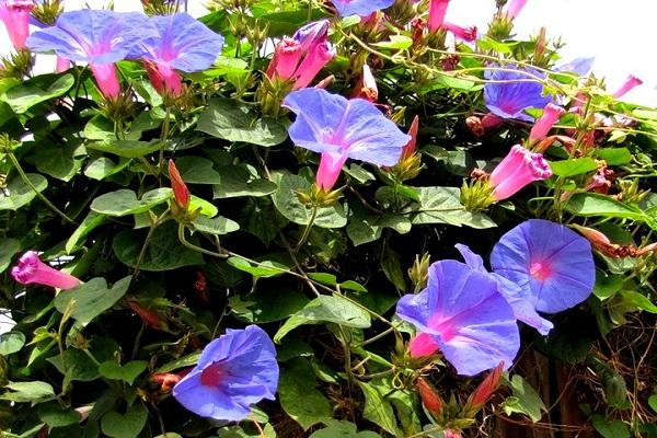 interessante Blüte
