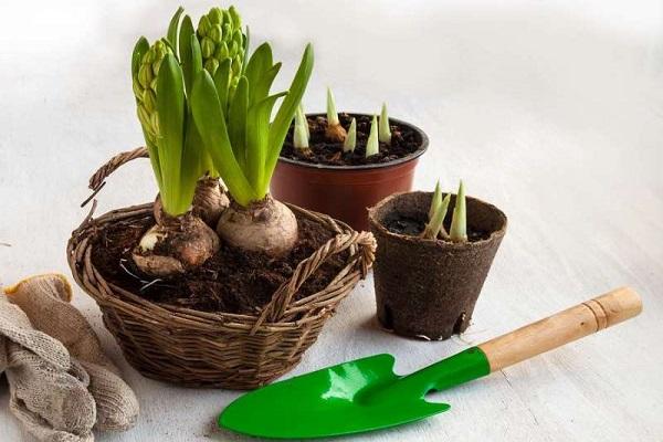 plante d'intérieur