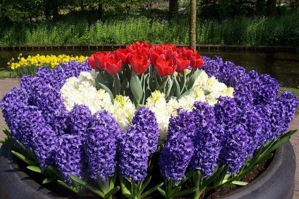 parterre de fleurs bien entretenu