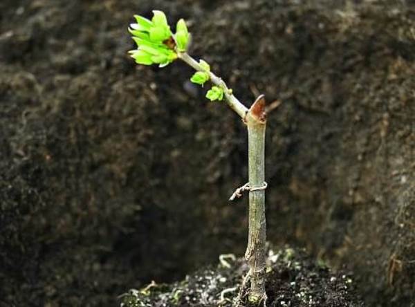 orvalho de viburnum
