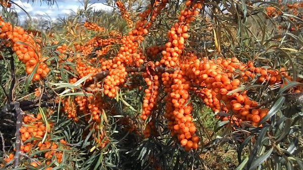 growing sea buckthorn