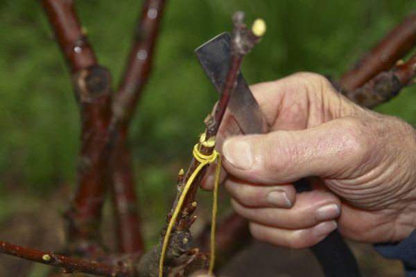 Copulation of sea buckthorn