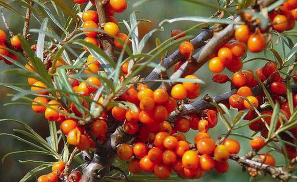sea ​​buckthorn tree