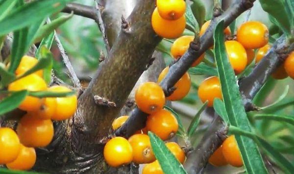 Grafting sea buckthorn