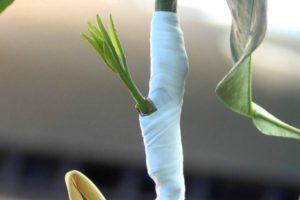 Πώς να φυτέψετε σωστά ένα λεμόνι στο σπίτι έτσι ώστε να αποφέρει καρπούς