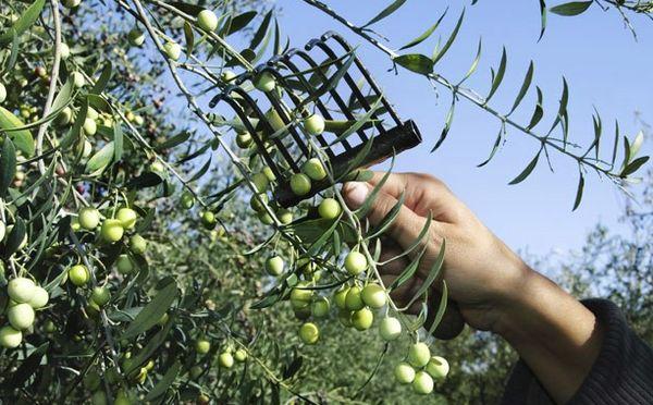 green olives