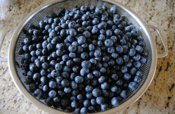 Mirtilos para cozinhar
