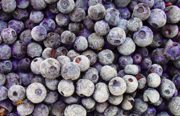 Blueberries congelando