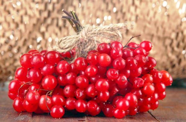 armazenamento de viburnum