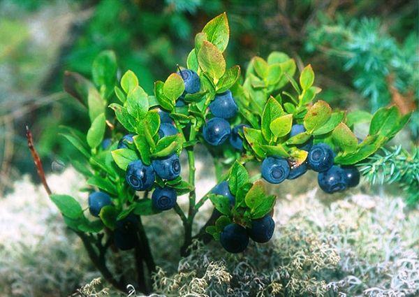 Blaubeerbusch