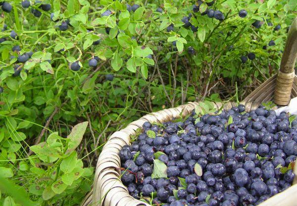 Korb mit Blaubeeren