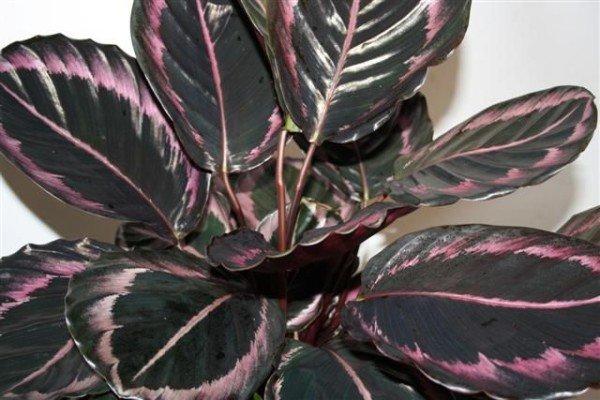 calathea çiçeği