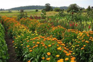 Planting, growing and caring for calendula outdoors