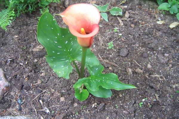 κήπος calla