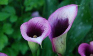 Zu Hause Calla-Lilien anbauen und pflegen, Krankheiten bekämpfen