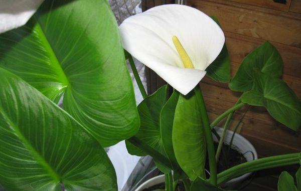 calla liljor knoppar