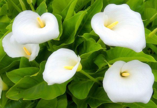 calla liljor