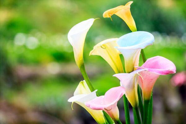 färgade calla liljor