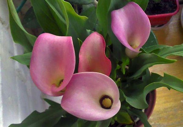 calla i en kruka