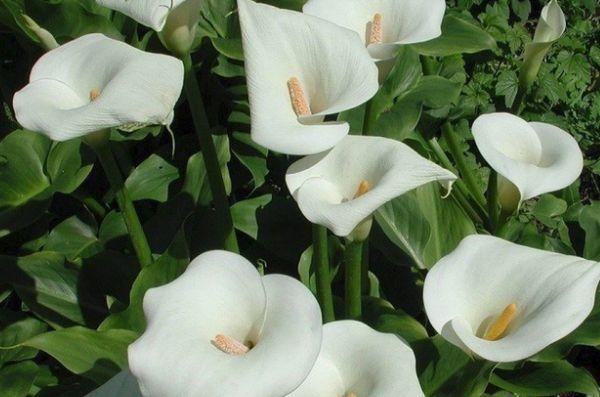 calla liljor vit