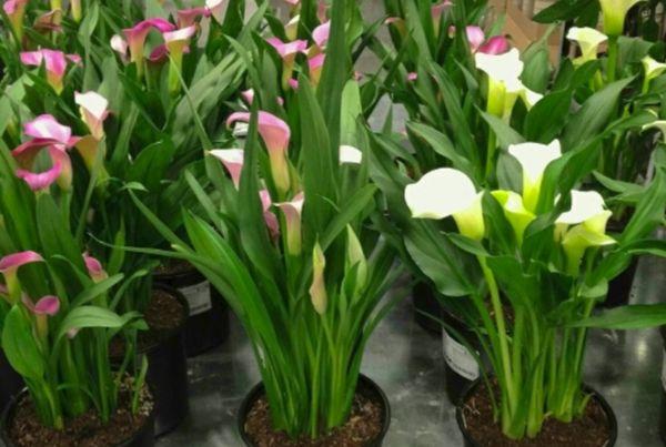 calla liljor