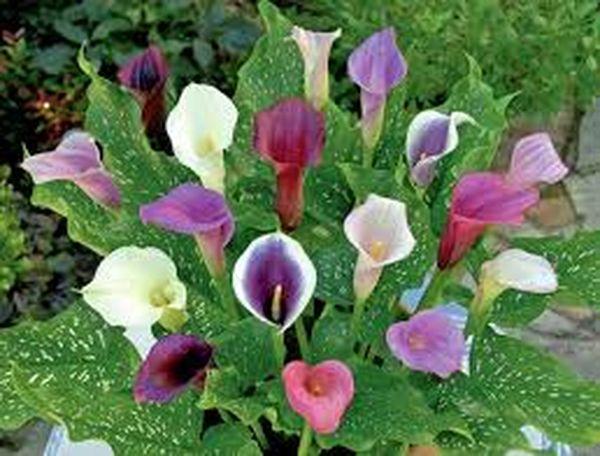 färgade calla liljor