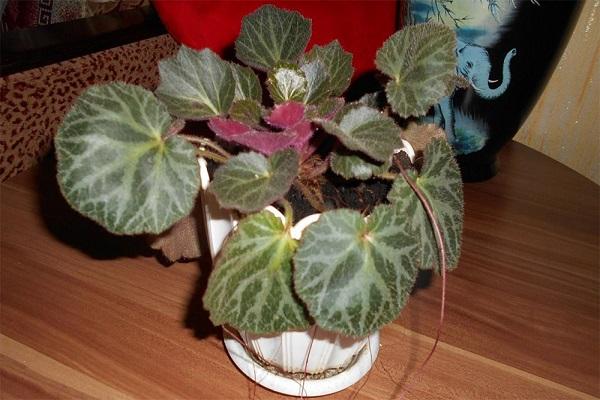 Innenblume