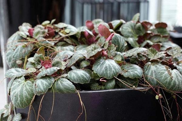 Korbsaxifrage