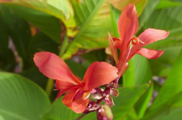 canna indian