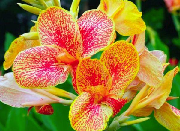 cannes Orchid