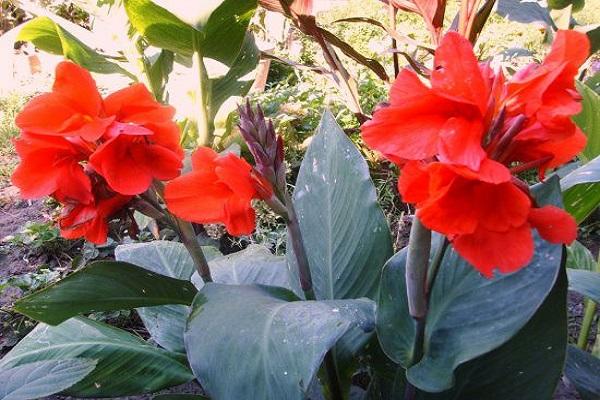 jardín canna