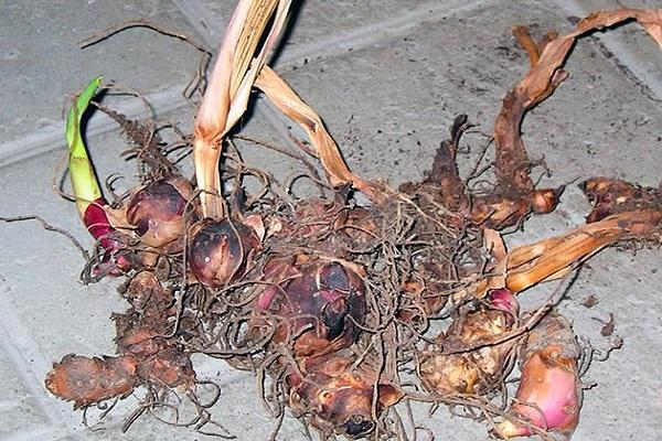 salvar la planta