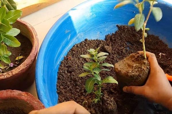 replanting a bush