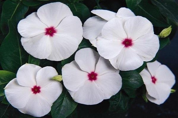 cream flowers
