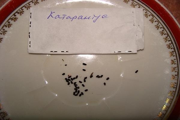 seeds for sowing