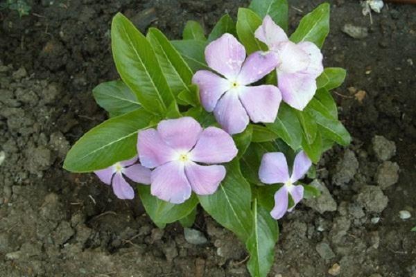 planted a plant