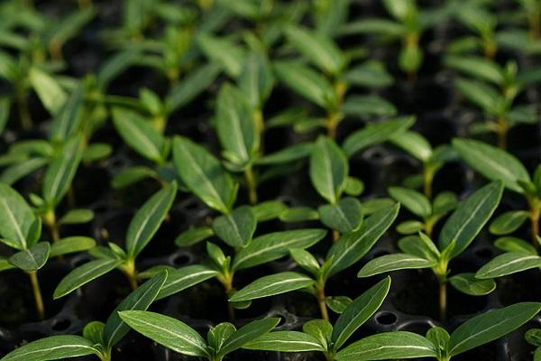 little greens