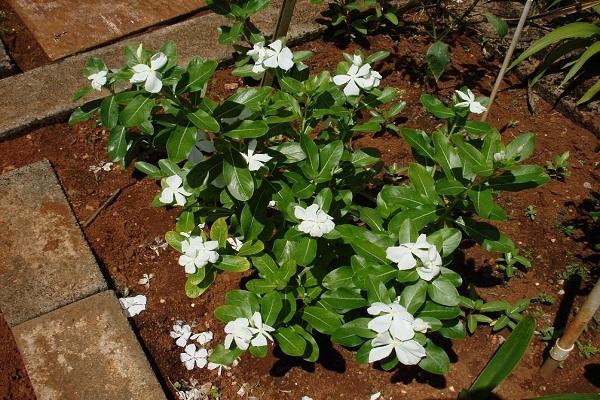 clean flower bed