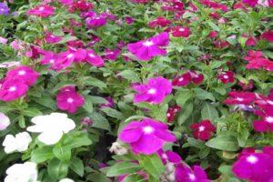 Mô tả các giống catharanthus, sinh sản, trồng trọt và chăm sóc ngoài đồng
