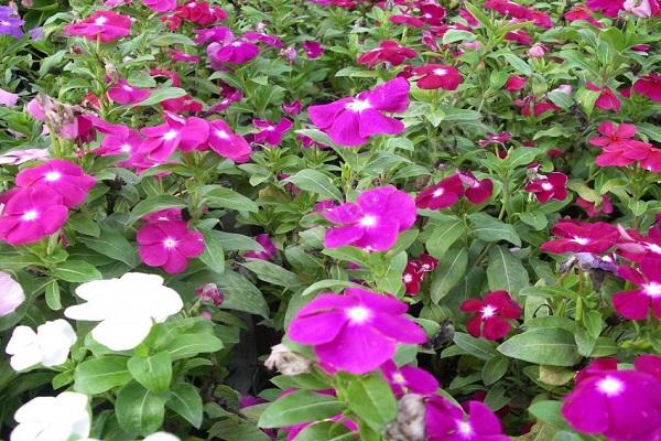 tops of bushes