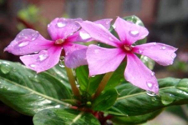 water droplets