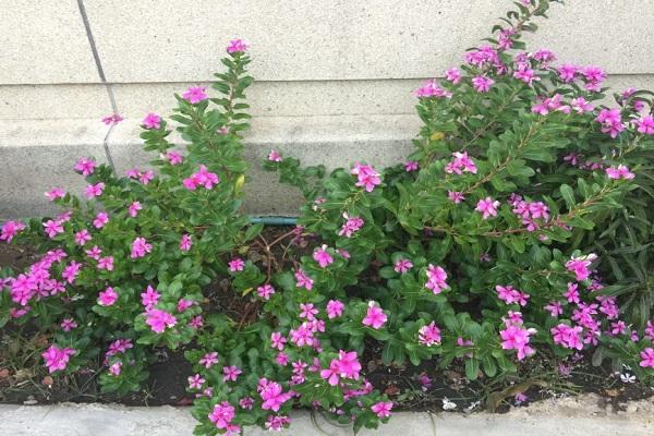 formed bush